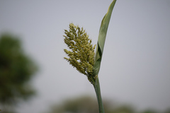 Sorghum bicolor